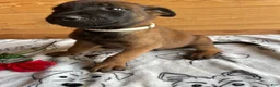 Belgian Malinois dogs for sale: Jackson - Ad 2