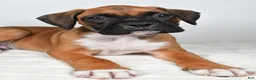 Boxer dogs for sale: Danny - Ad 9