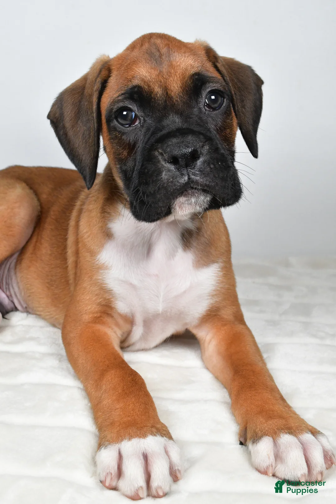 Boxer dogs for sale: Danny - Ad 9