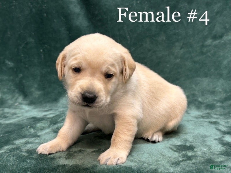 Labrador Retriever dogs Girl 2 - Ad 22