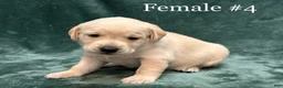 Labrador Retriever dogs for sale: Girl 2 - Ad 1