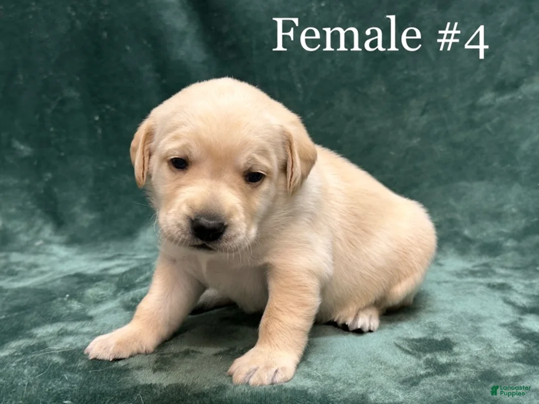 Labrador Retriever dogs for sale: Girl 2 - Ad 1