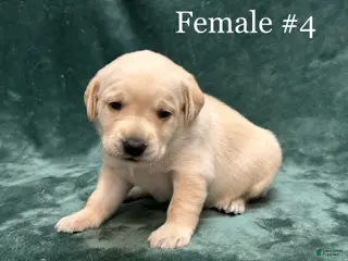 Labrador Retriever dogs Girl 2 - Ad 22