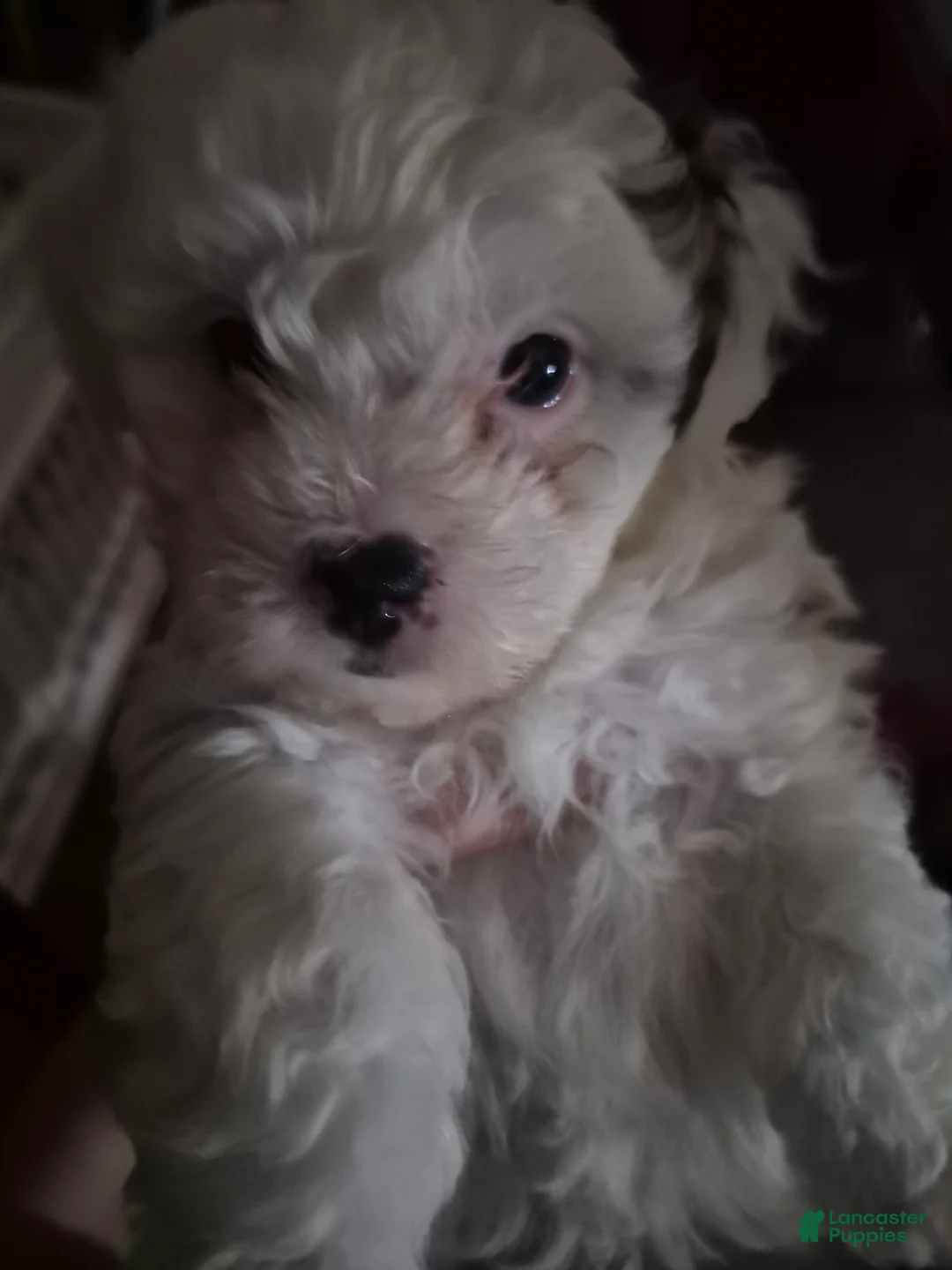 Mixed Breed dogs for sale: Mixed Breed 2 - Ad 2