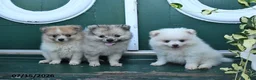 Pomeranian dogs for sale: Dixie - Ad 5