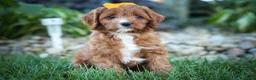 Cavapoo dogs for sale: MAXY - Ad 1