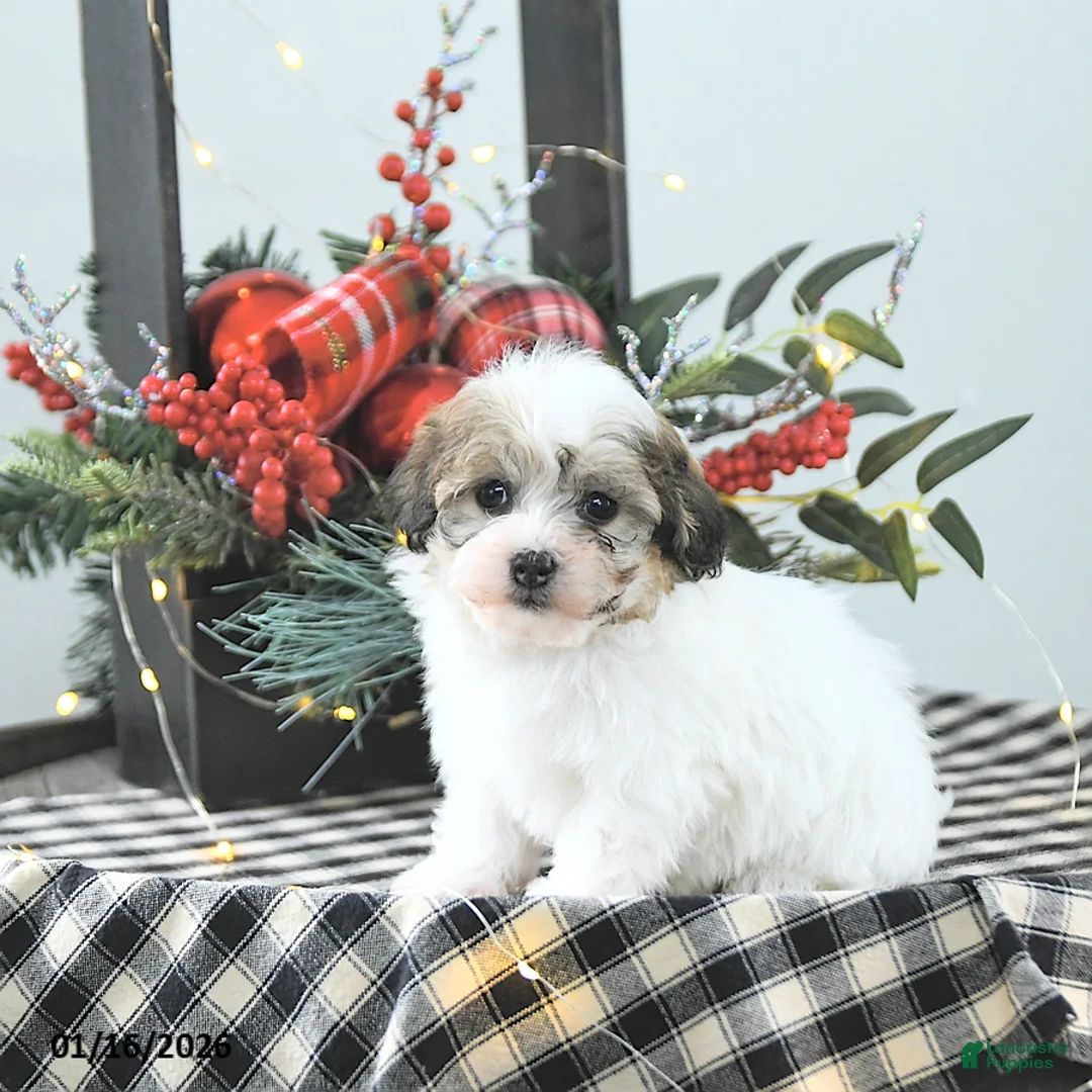 Havapoo dogs for sale: Enzo - Ad 7