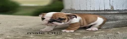 English Bulldog dogs for sale: English Bulldog Puppy 1 - Ad 8