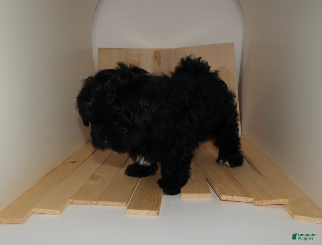 Mixed Breed dogs Duke - Ad 2