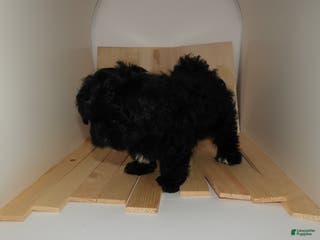 Mixed Breed dogs Duke - Ad 10