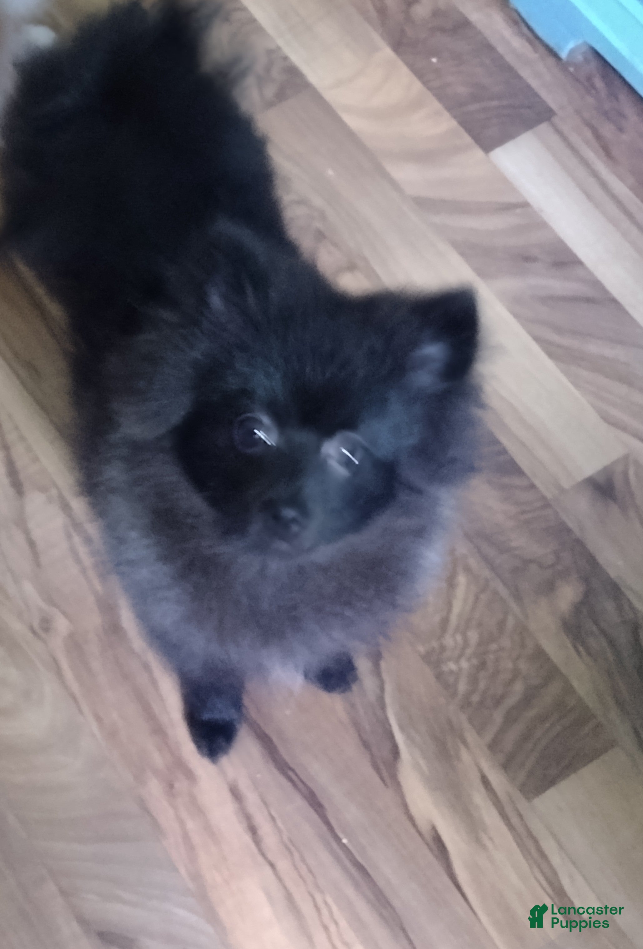 Pomeranian dogs Pomeranian 1 - Ad 27