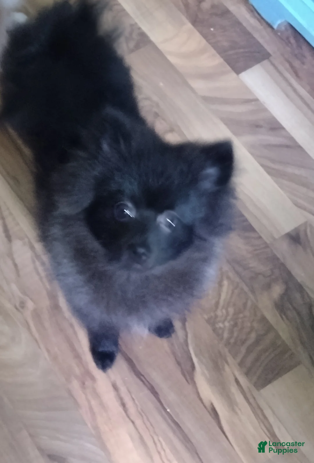 Pomeranian dogs for sale: Pomeranian 1 - Ad 1