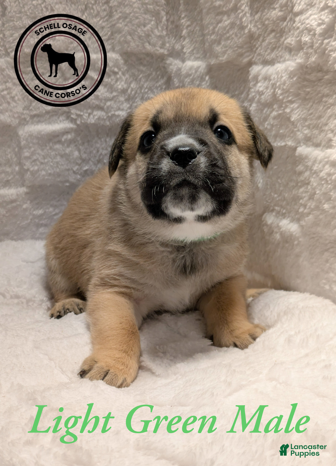 Cane Corso dogs for sale: Light Green - Ad 6