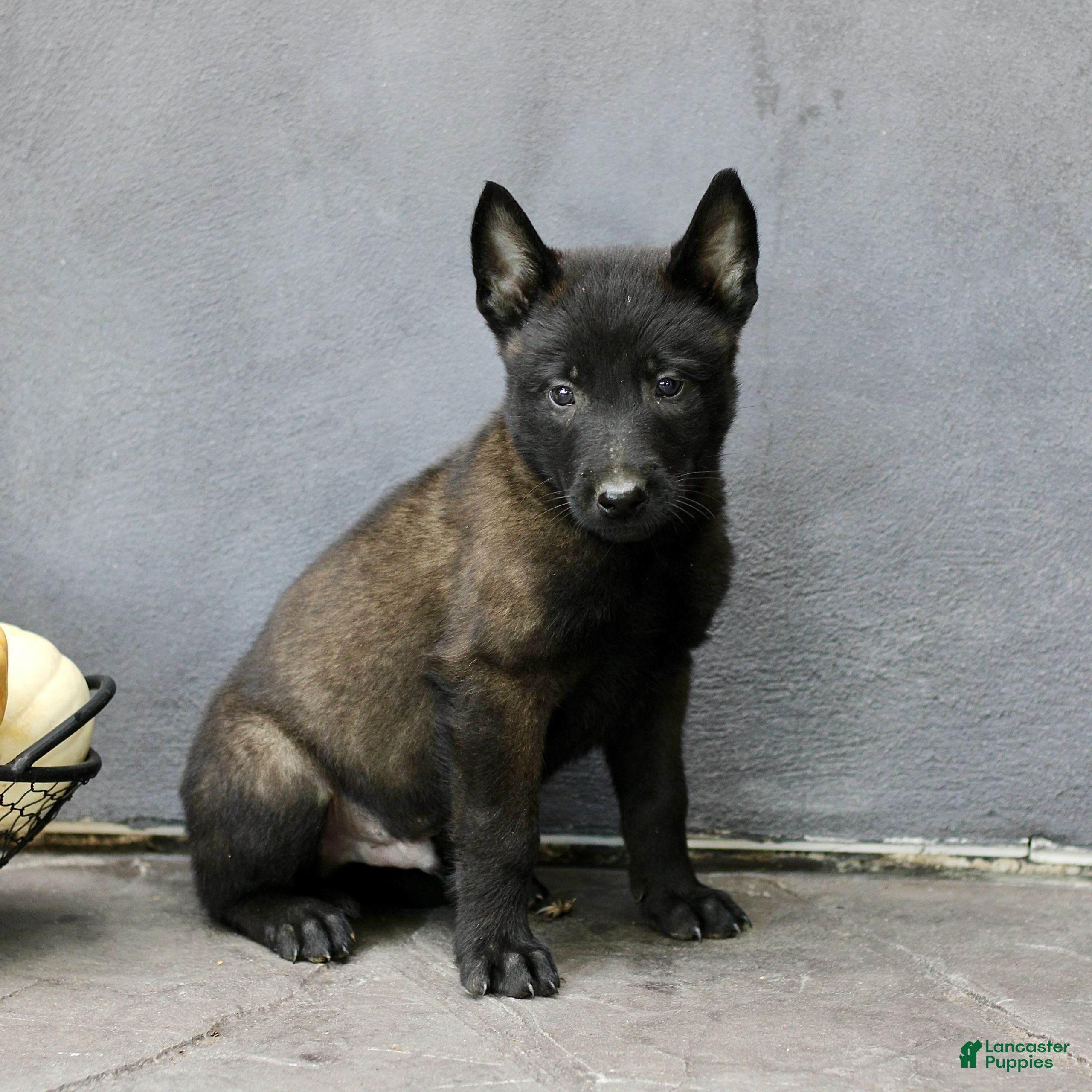 Rover