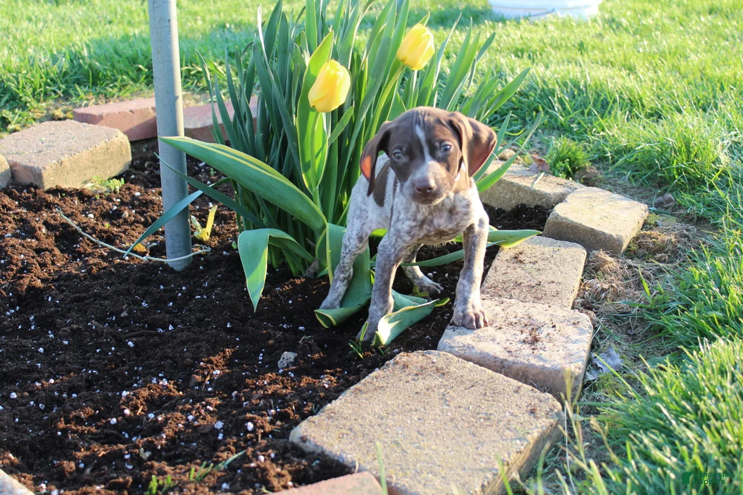 German Shorthaired Pointer dogs for sale: Rose - Ad 12