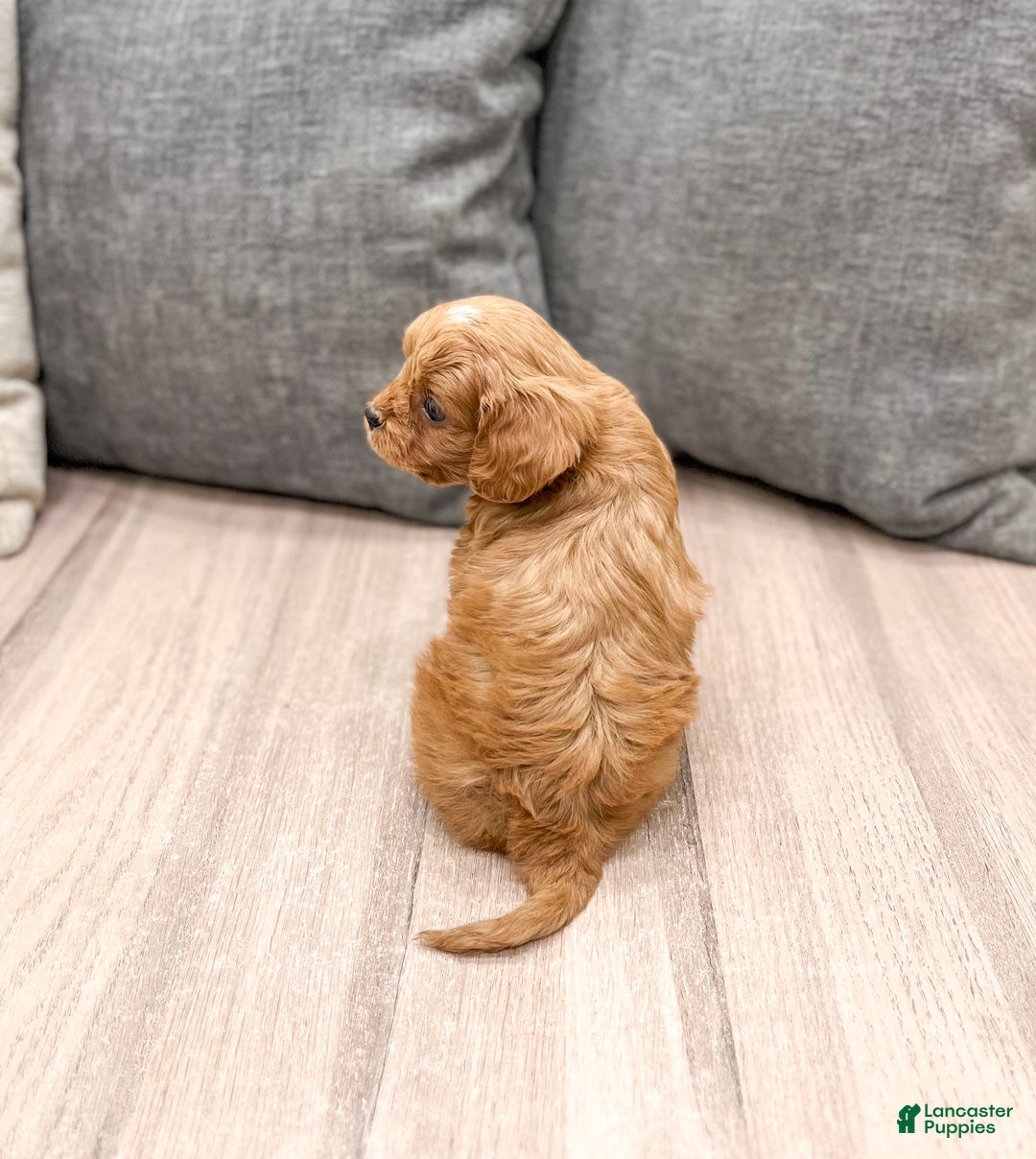 Cavapoo dogs for sale: Jerry - Ad 3