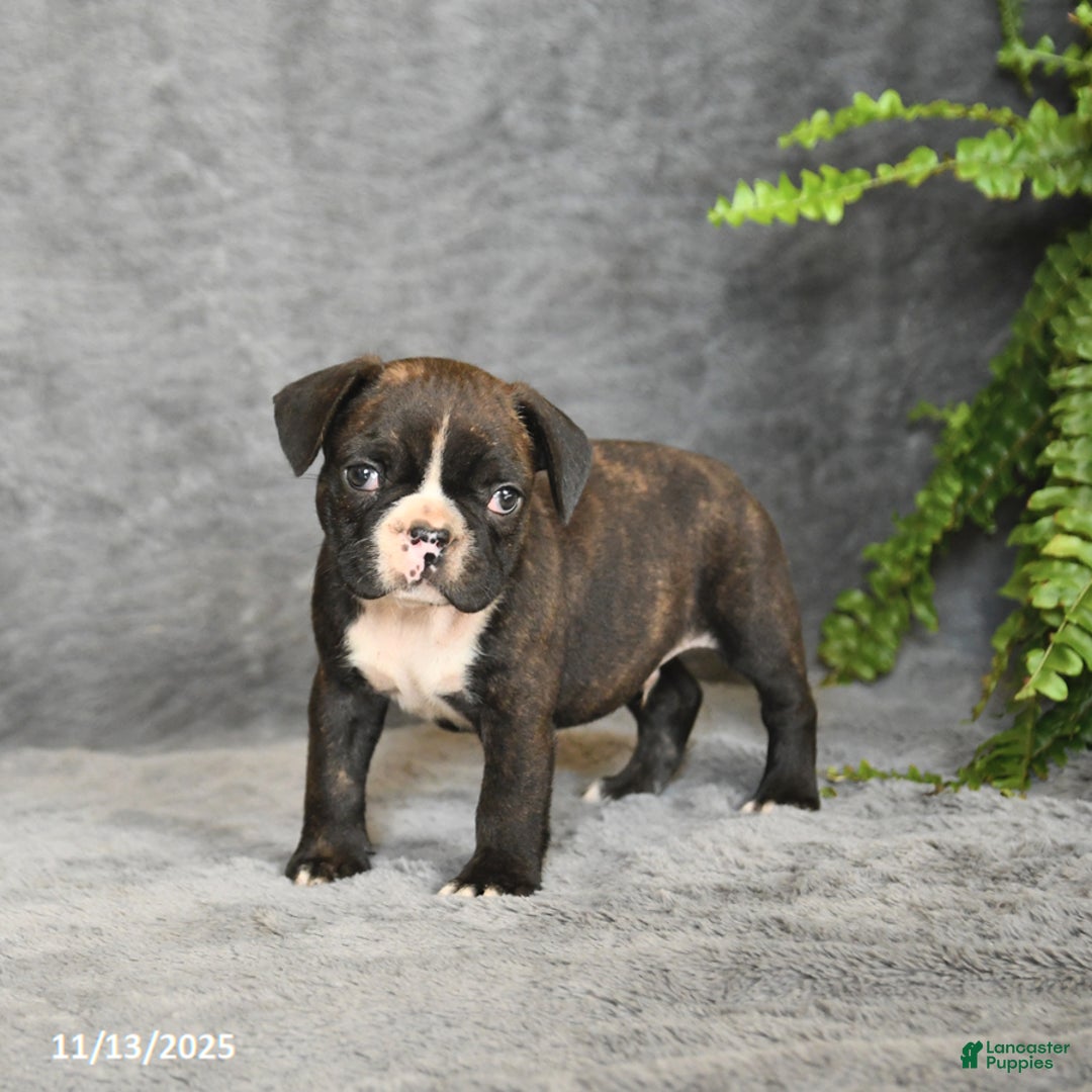 Frenchton dogs for sale: Buddy - Ad 5