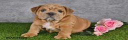 English Bulldog dogs for sale: Jerome - Ad 4