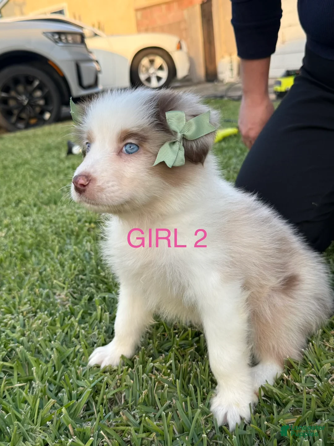 Australian Shepherd dogs for sale: Australian Shepherd Puppy 9 - Ad 1