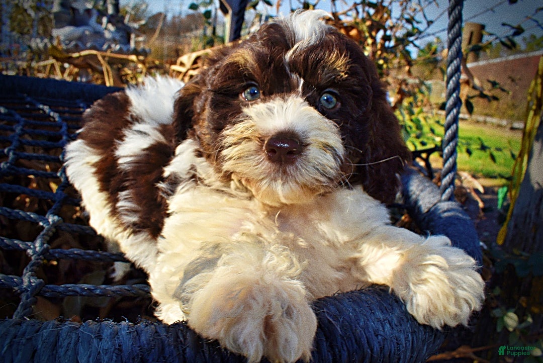 Havapoo dogs for sale: Presley - Ad 3