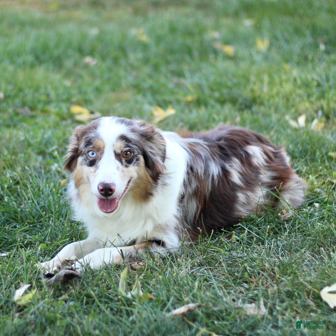 Miniature Australian Shepherd dogs for sale: Gerald - Ad 10