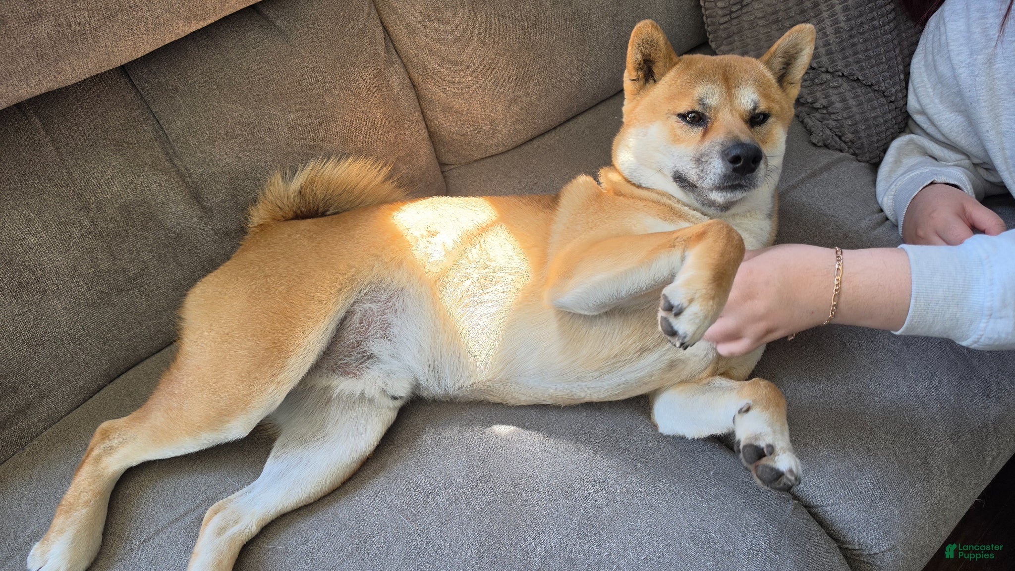 Shiba Inu dogs for stud: Riley - Ad 1
