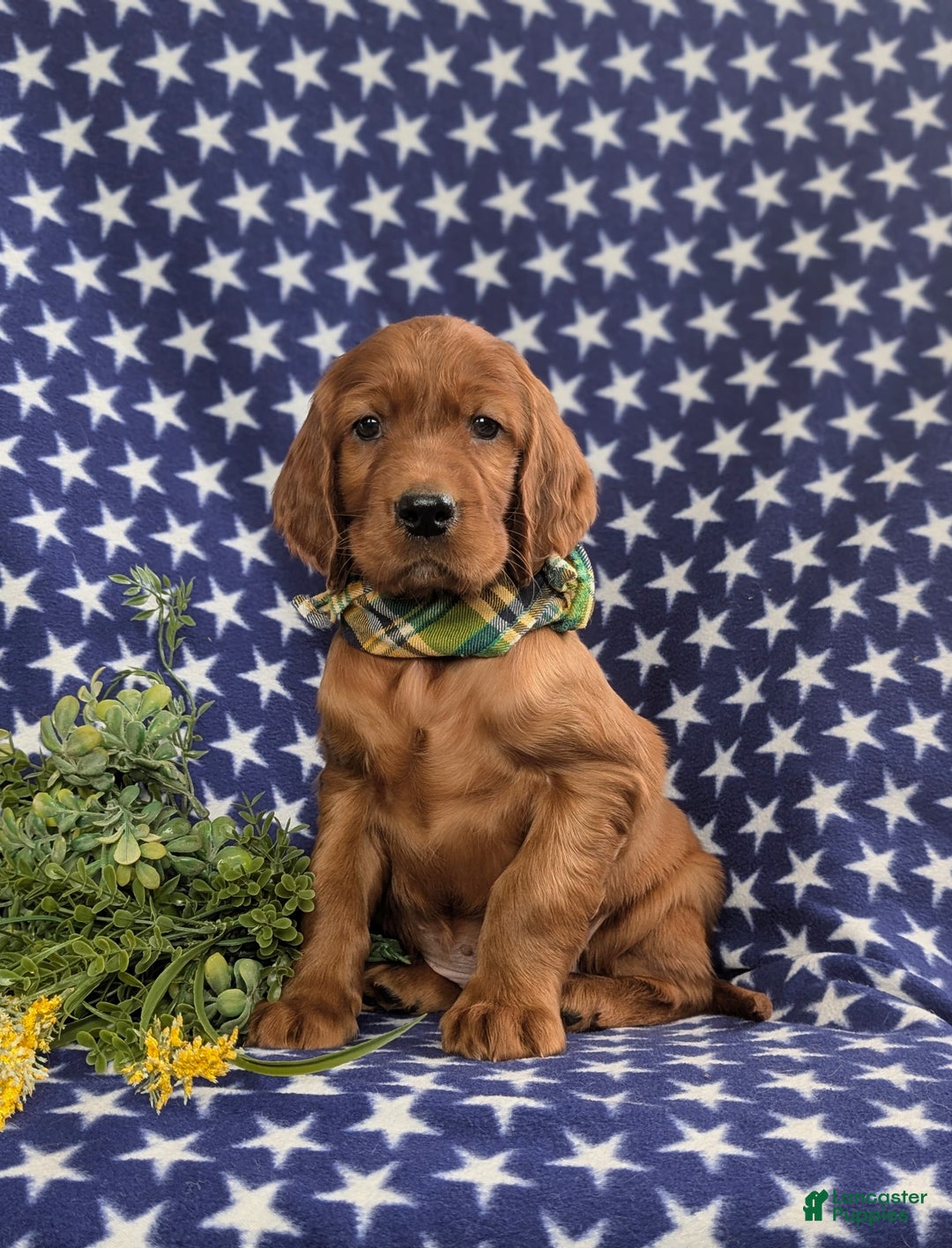 Irish Setter dogs for sale: Derek - Ad 4