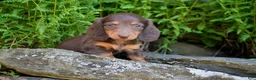 Miniature Dachshund dogs for sale: Jewel - Ad 3