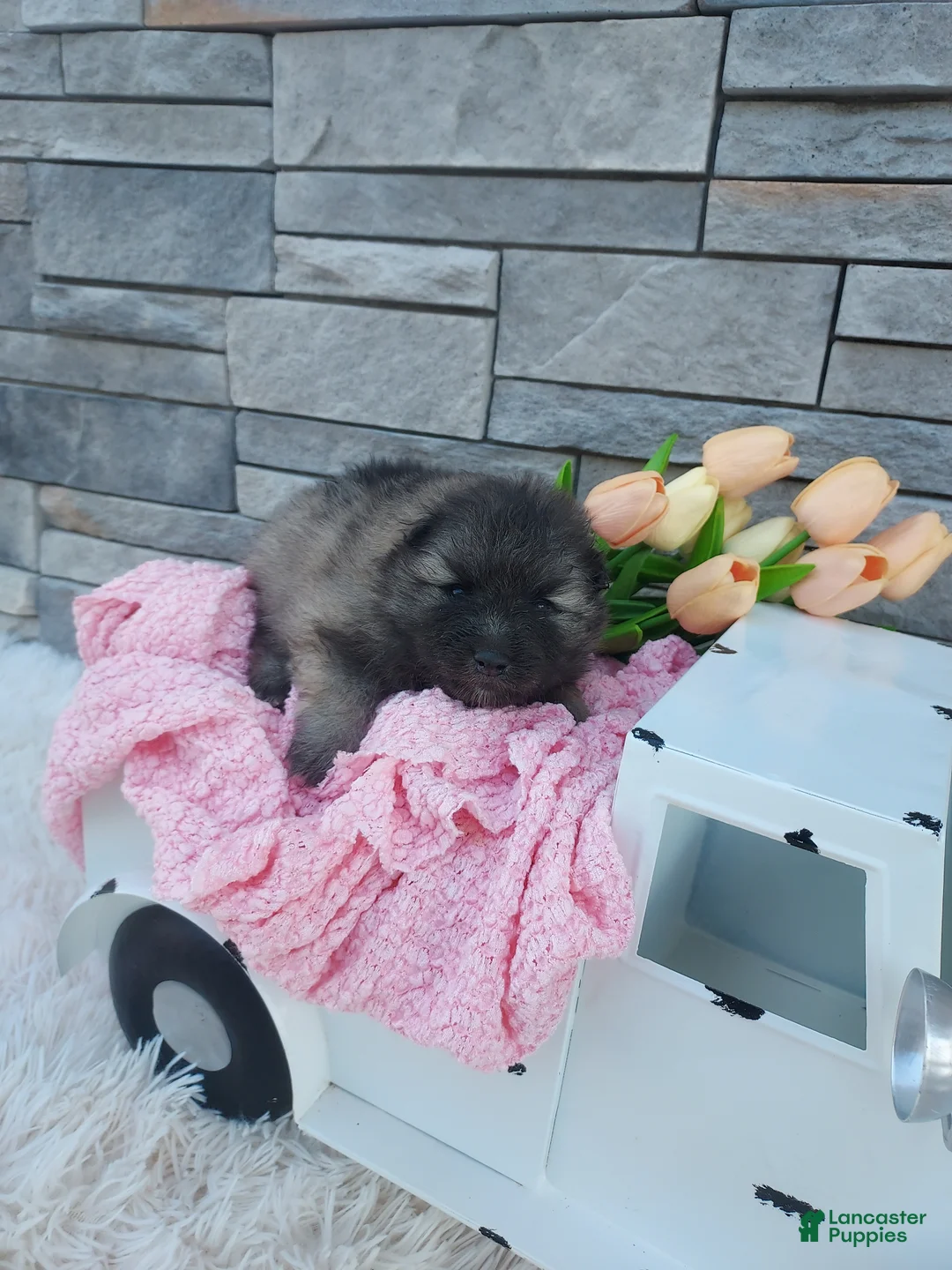 Keeshond dogs for sale: Alayna - Ad 1