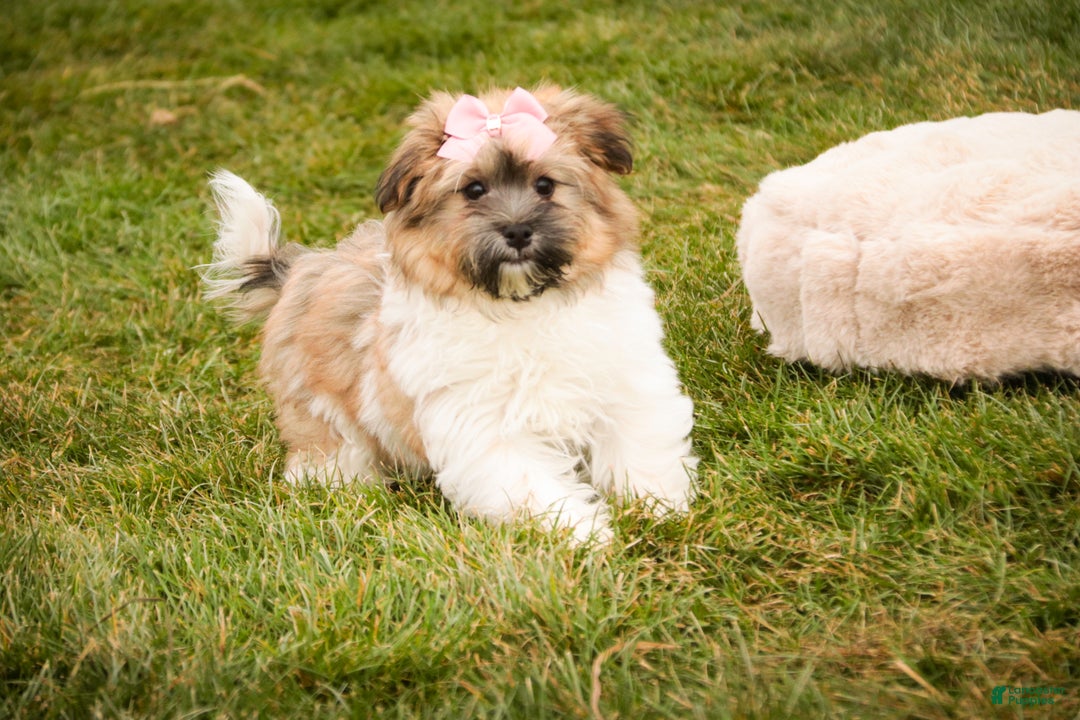 Havanese dogs for sale: Bella Rose - Ad 5