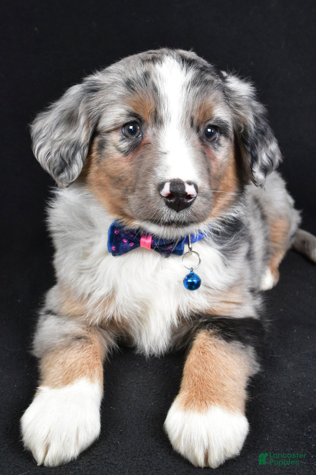 Miniature Australian Shepherd dogs for sale: Ricky - Ad 4