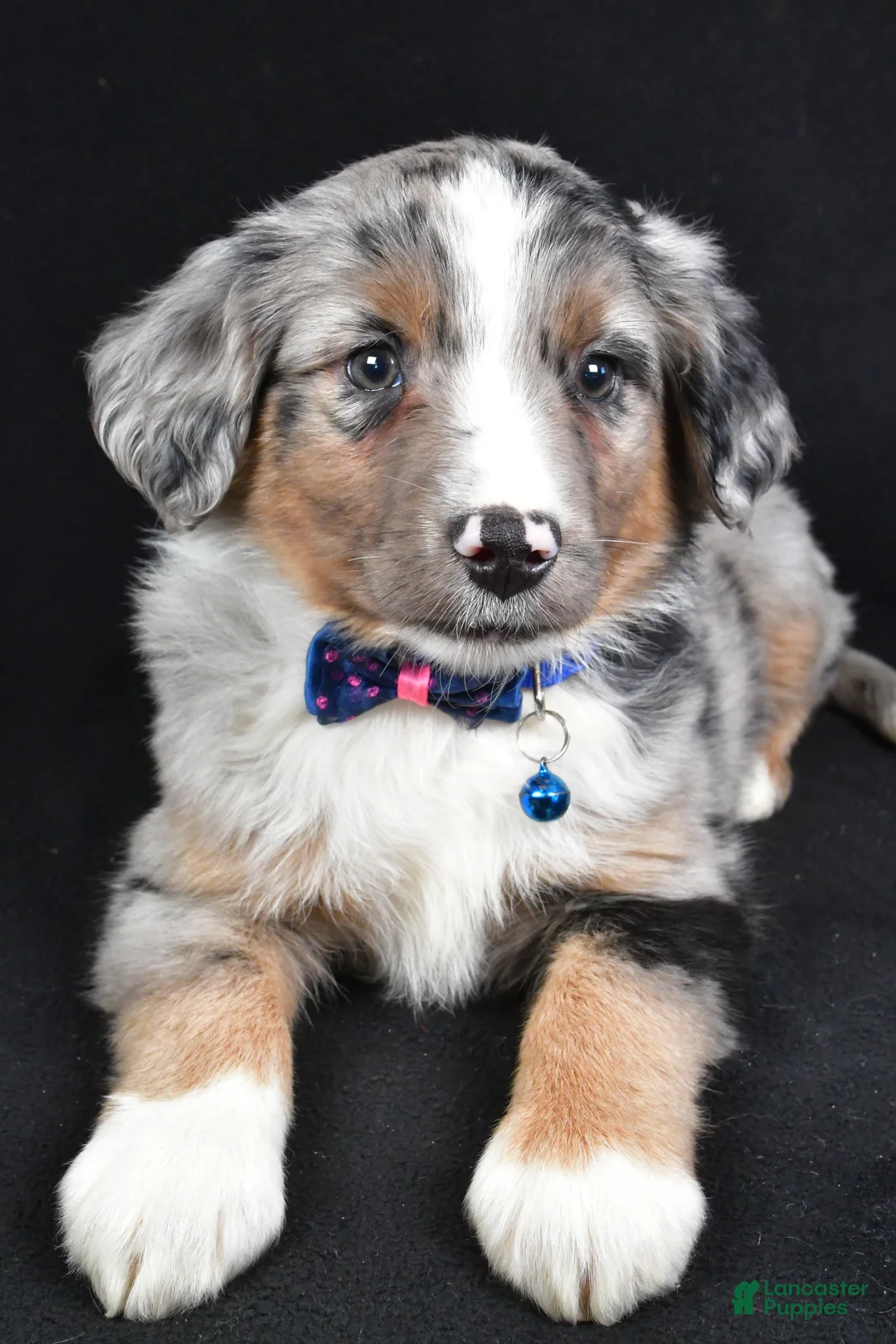 Miniature Australian Shepherd dogs for sale: Ricky - Ad 4