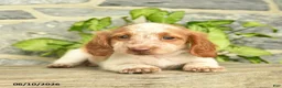 Miniature Dachshund dogs for sale: Juno  - Ad 4