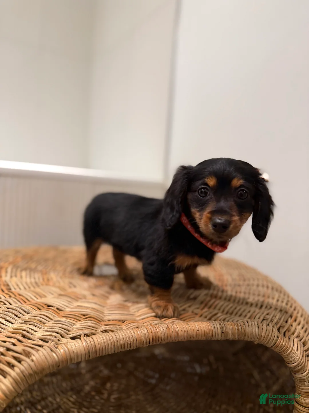 Miniature Dachshund dogs for sale: Tinkerbell - Ad 4