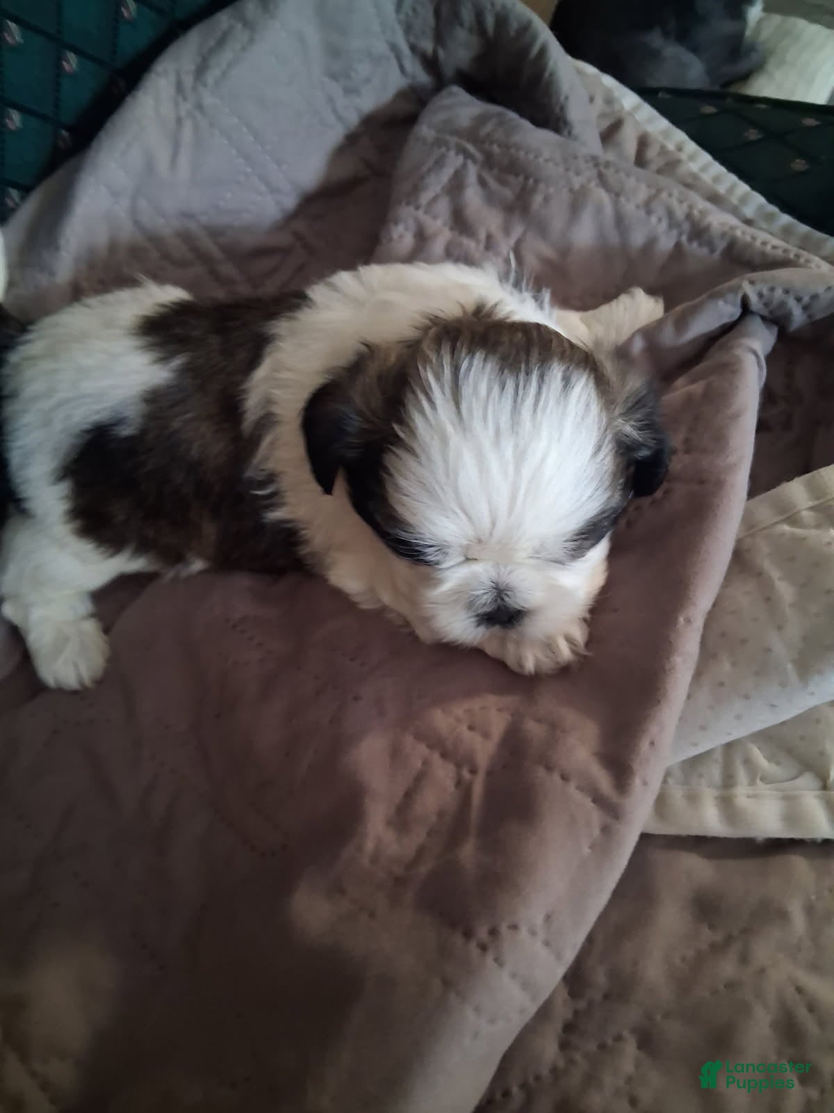 Shih Tzu dogs  Boy 3 - Ad 1