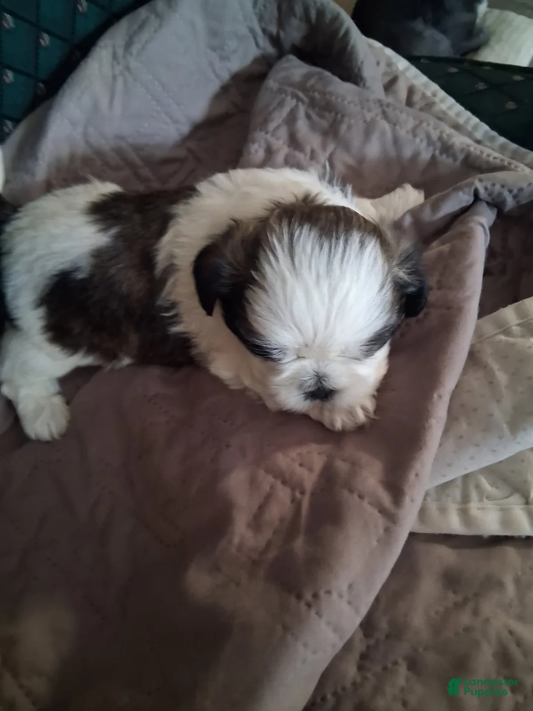Shih Tzu dogs for sale:  Boy 3 - Ad 1