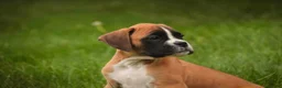 Boxer dogs for sale: Crew - Ad 5