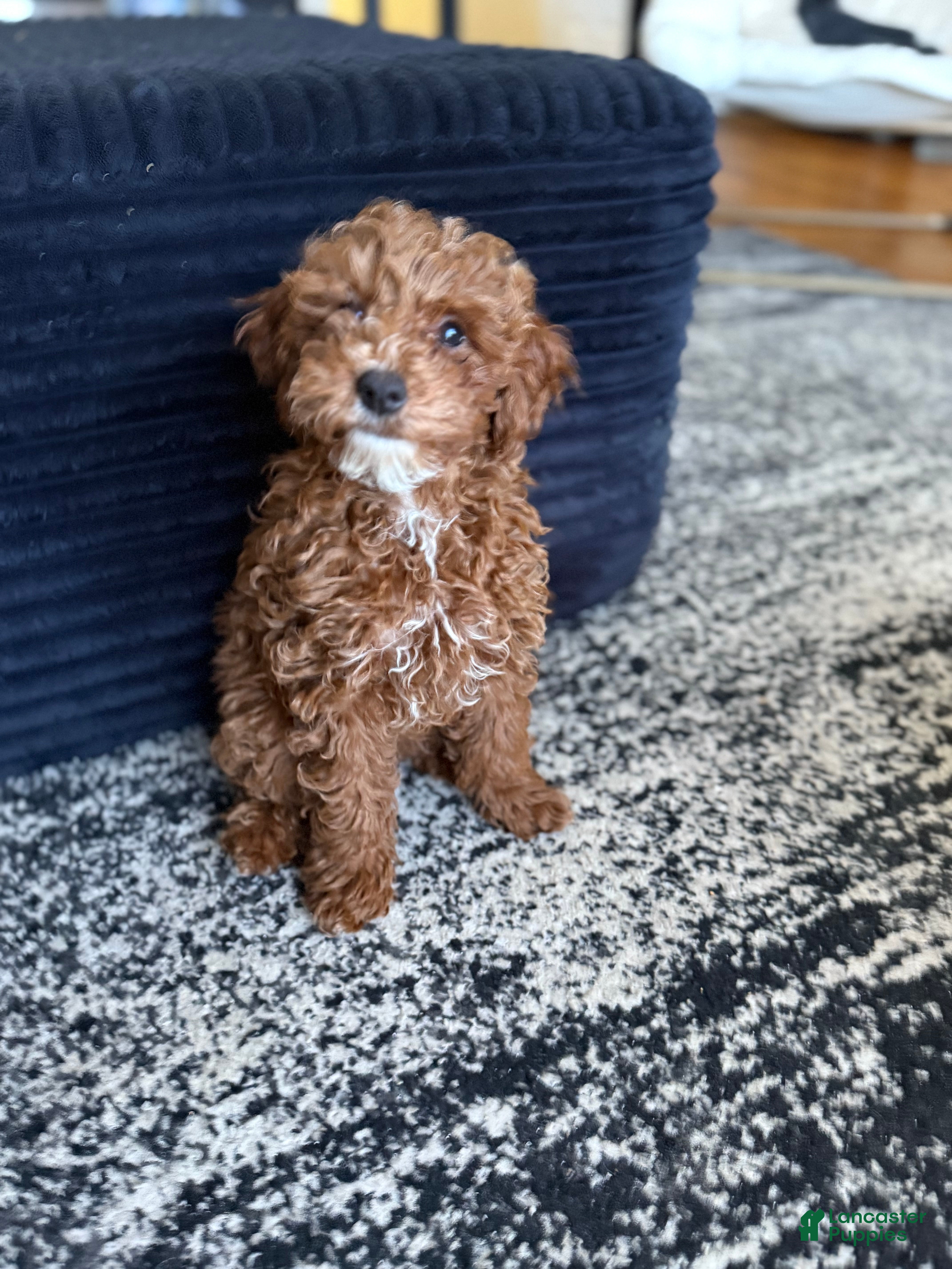 Toy Poodle dogs Toy Poodle Puppy 2 - Ad 23