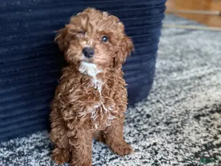 Toy Poodle dogs Toy Poodle Puppy 2 - Ad 23