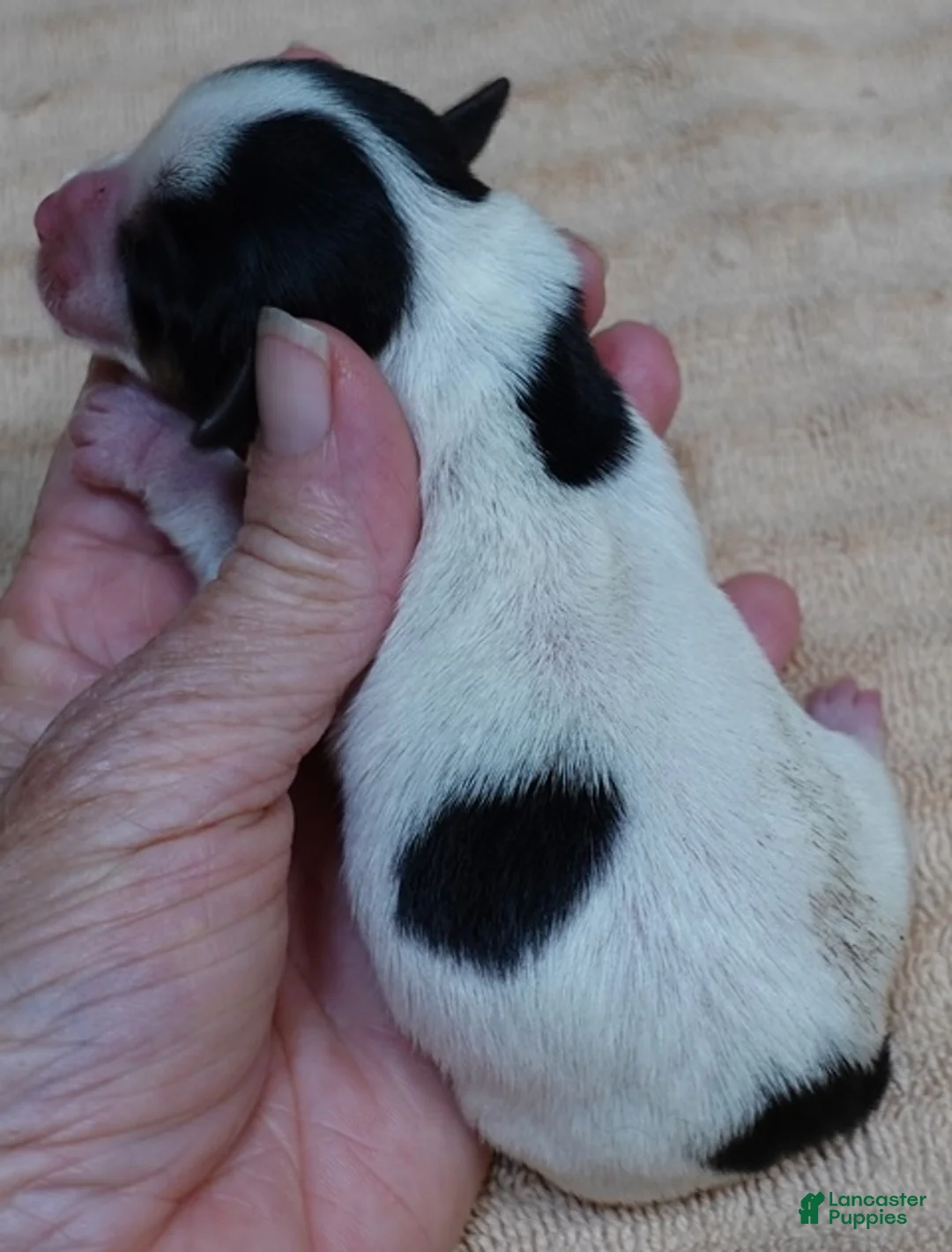 Yorkshire Terrier dogs for sale: Teacup Bunny  - Ad 2