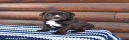 Mixed Breed dogs for sale: Heidi - Ad 2