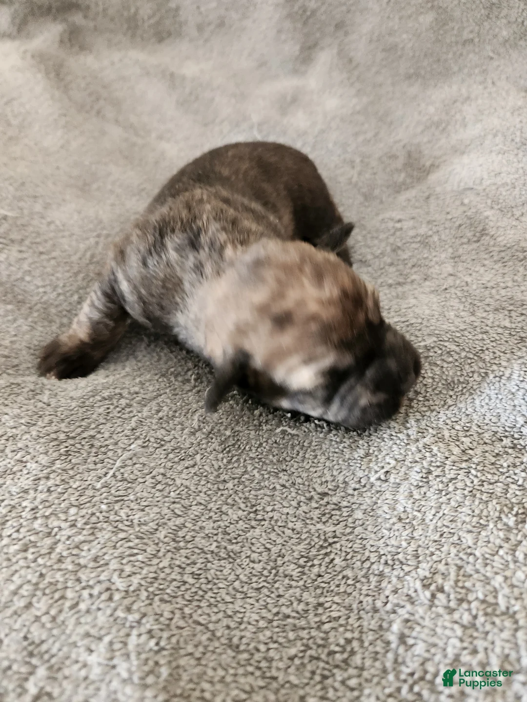 Mixed Breed dogs for sale:  SHES a Brindle  - Ad 2