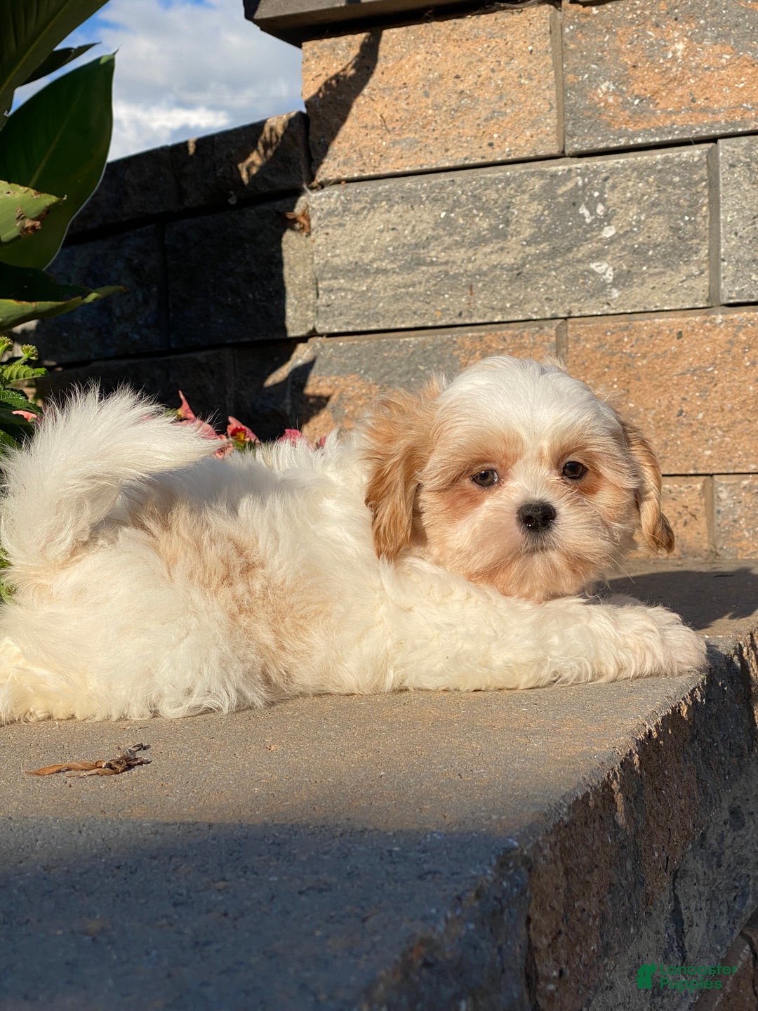Shih Tzu dogs for sale: Skittles  - Ad 3