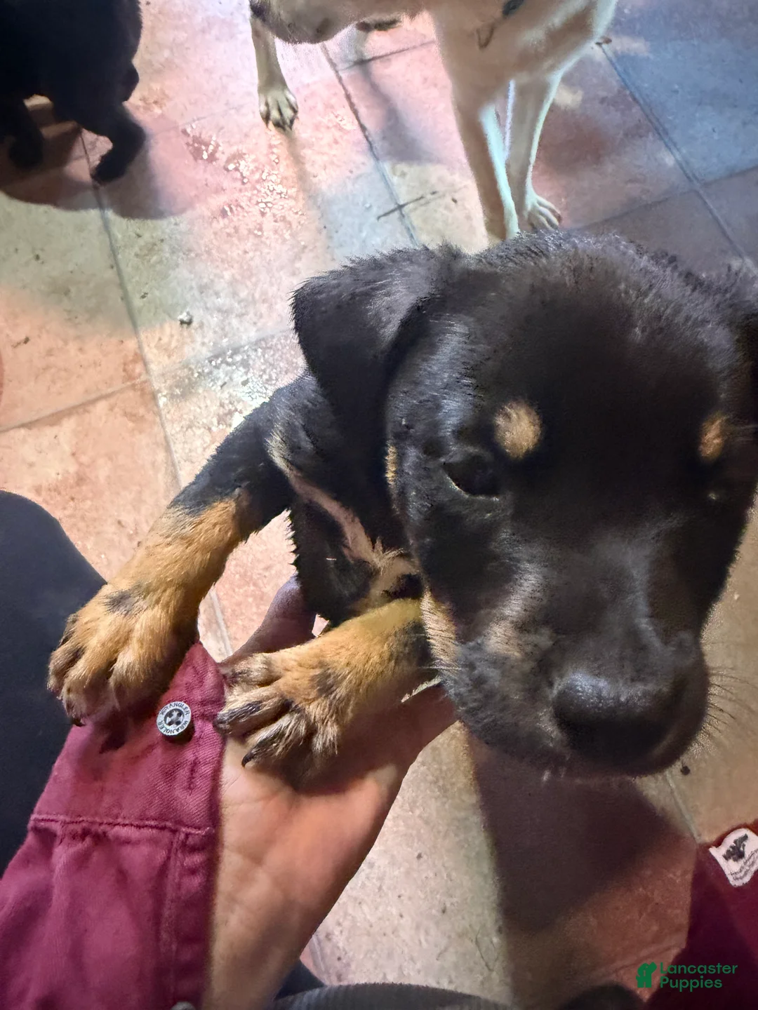 Mixed Breed dogs for sale: Baby Boy 7 - Ad 2
