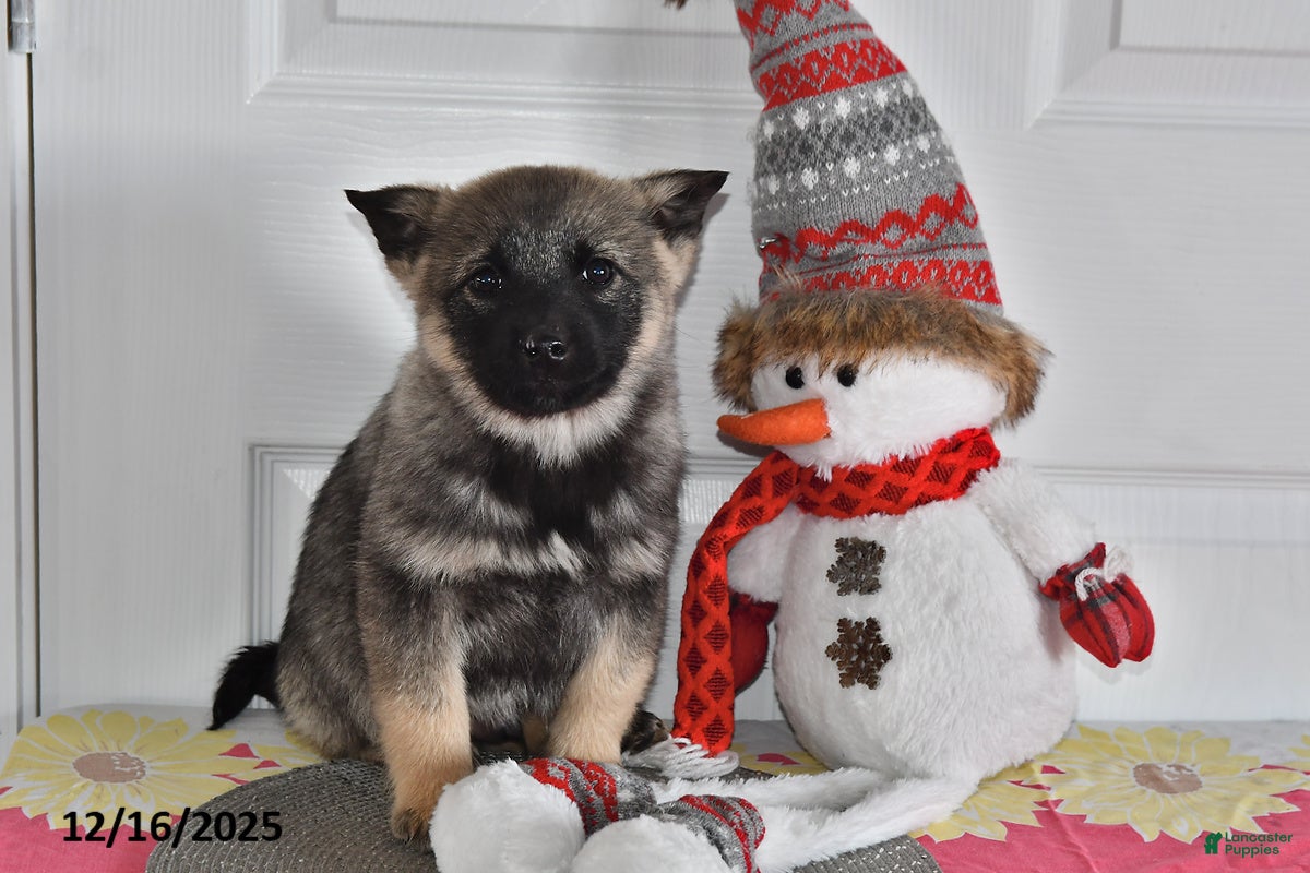 Norwegian Elkhound dogs Max - Ad 9