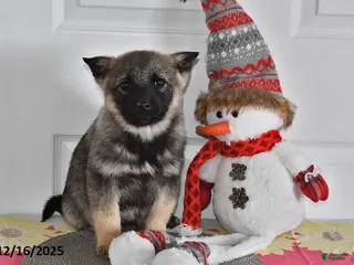 Norwegian Elkhound dogs Max - Ad 20