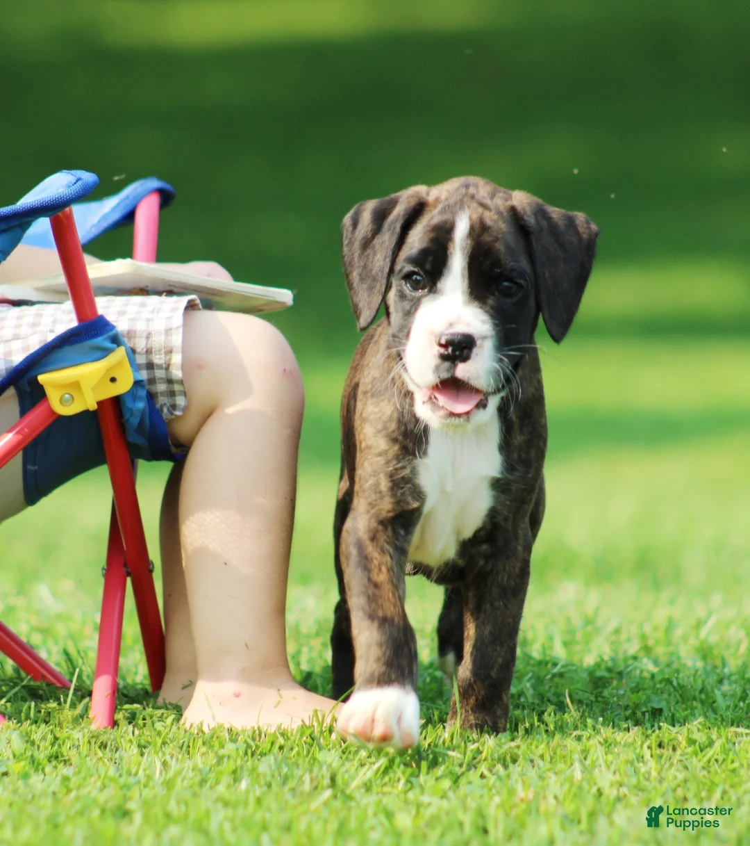 Boxer dogs for sale: Frisco  - Ad 6