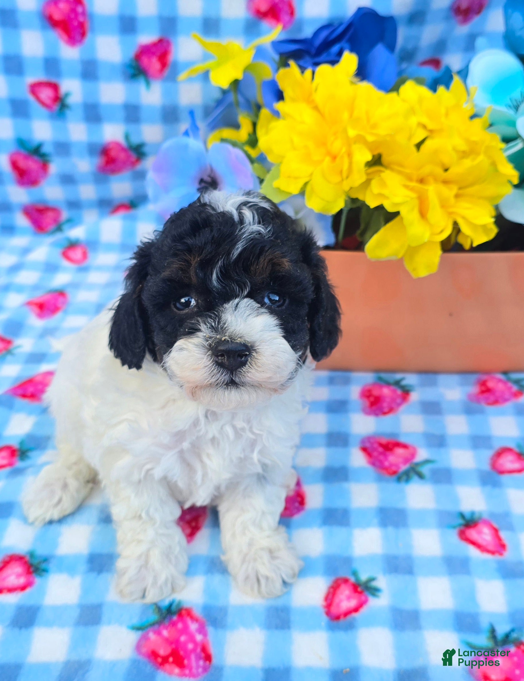 Yorkiepoo dogs Oscar  - Ad 19