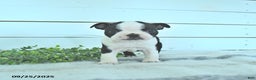 Boston Terrier dogs for sale: Navy - Ad 9