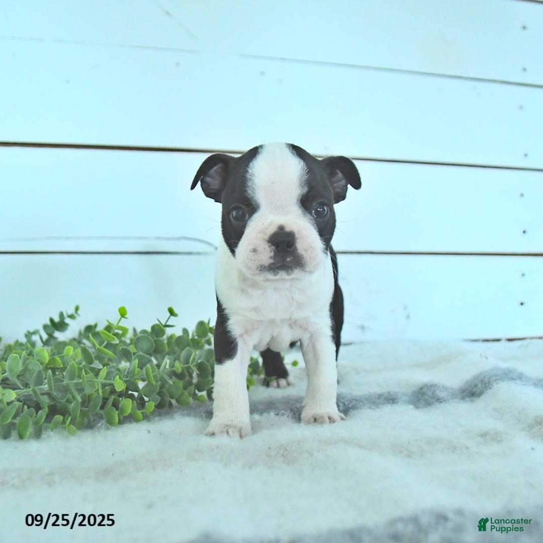 Boston Terrier dogs for sale: Navy - Ad 9